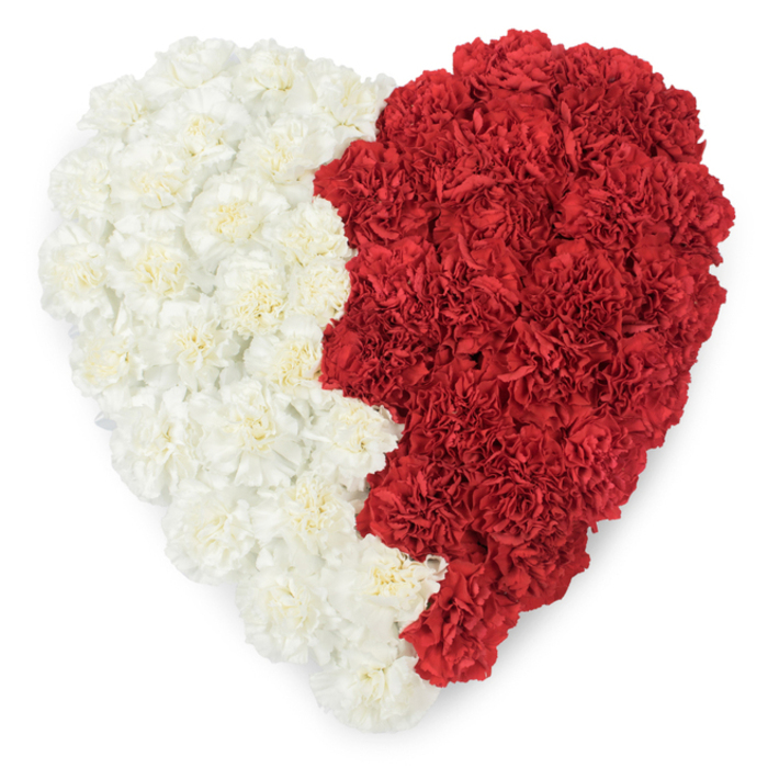 A meticulously composed heart of fresh carnations, shown from above against a stark white background, divided straight down the middle into two contrasting colour fields: creamy white on the left and deep Qatari maroon-red on the right. The right-hand edge where the red meets the white is cut into a serrated, saw-tooth line formed by nine distinct triangular points, a specific, confident design choice that unmistakably echoes the flag of Qatar. Each bloom's layered, crinkled petals are visible at close range, creating a luscious, almost textile-like surface whose small shadows articulate depth and density across the whole form. This is the kind of floral tribute you might see at a cultural event, embassy commemoration, or national day gathering - an expression of patriotic love carefully translated into living botanicals. As a florist serving communities across Hillingdon and Uxbridge, Flower Delivery Hillingdon crafts pieces like this for local commemorations, civic receptions, and memorials near Brunel University or at community centres close to the borough's international residents. The composition balances ceremonial precision with handcrafted warmth: a formal, emblematic silhouette softened by the slightly wavy texture of the carnations' frilled petals. Its presence reads as solemn pride and affectionate reverence, offering both visual clarity from a distance and intricate floral detail for those who approach it, making it suitable for both public plaza displays and private receptions where national identity and heartfelt tribute meet.