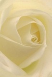 Viewed in striking close detail, this cream-white rose invites you to lose yourself among its silky petals, each one spiraling gently towards the heart of the bloom. There's a tactile softness to the image, as if morning dew still clings to the petal edges, and a soft, diffused light lends the composition a peaceful luminosity. Subtle shadows and nuanced shades of ivory add depth, creating an atmosphere of stillness akin to a quiet morning in Hillingdon, near the familiar tree-lined paths of Ruislip Manor. The overall feeling is one of serenity-the kind one might experience while receiving flowers in honour of new beginnings, acts of sympathy, or sincere appreciation. Every element speaks of careful preparation by a local artisan; even the whisper of fragrance that seems to accompany the image gives comfort. It's a photograph that captures not only the natural beauty of a rose but the warmth and heart with which florists in Hillingdon craft meaningful moments for their community.